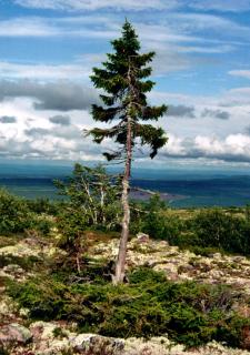 Old Tjikko, the oldest tree in the world, seen during this tour