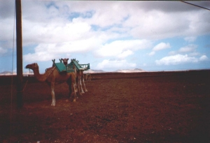 Camels waiting to be ridden
