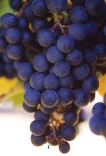 Grapes from the Bordeaux region