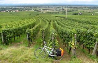 Cycling in the Vinyards of France