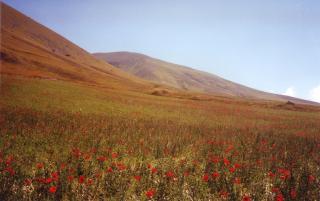 Field of flowers in the Monti Sibillini in Umbria, Italy